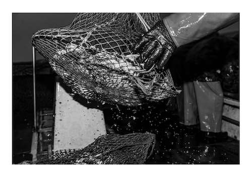 エドソウタの作品画像